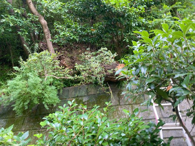神奈川県川崎市多摩区長尾の樹木撤去処分前の様子です。